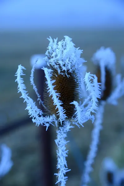 DSC_0971 (Large).JPG